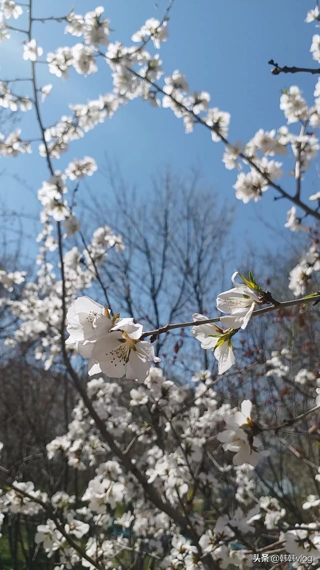 視頻過(guò)長(zhǎng)怎么發(fā)送微信，微信沒辦法發(fā)送？